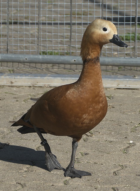 動中一顆璀